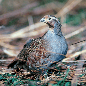 greypartridge