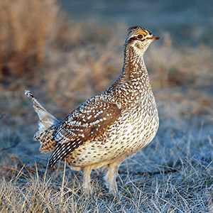 sharptail