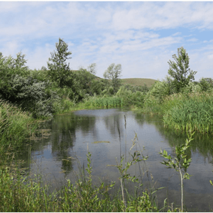 Chinook-Conservation-Site-1