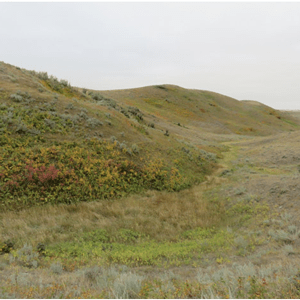 Chinook-Conservation-Site-2