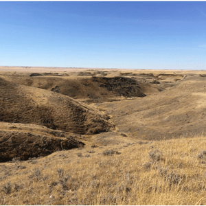 Chinook-Conservation-Site-3