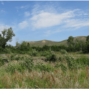 Chinook-Conservation-Site-5