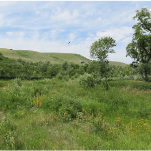 Chinook-Conservation-Site-6