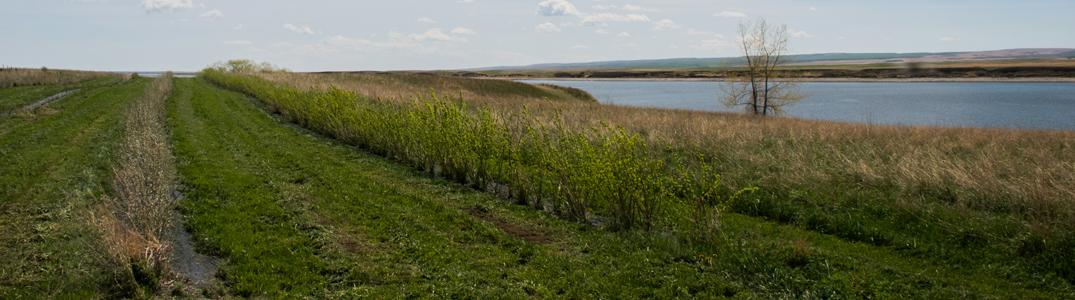 shrub-rows-banner