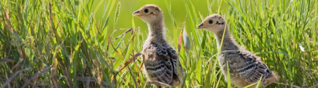 2014brood-banner
