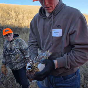 planting-a-pheasant