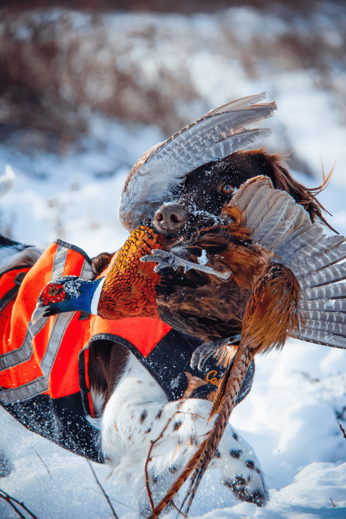 1-WINNER-untitled-dog-with-vest-toby-lukiwski