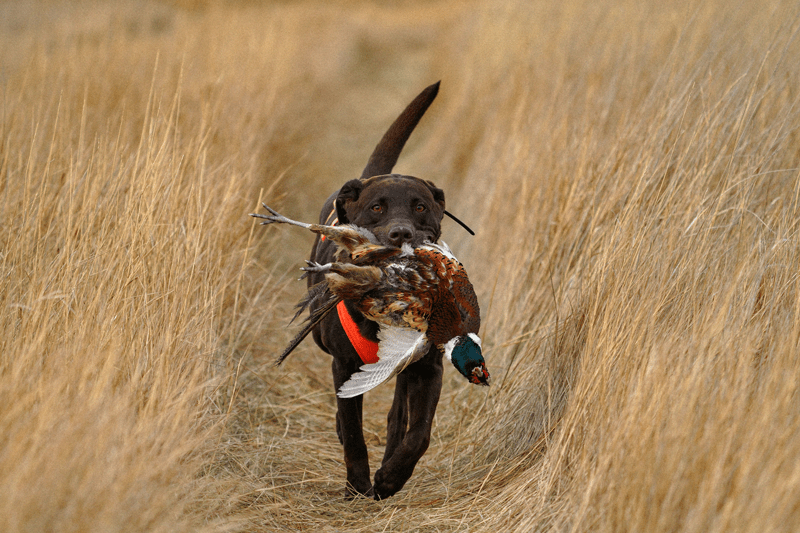 2-SECOND-PLACE-untitled1-matt-farquhar-dog-grass-trail