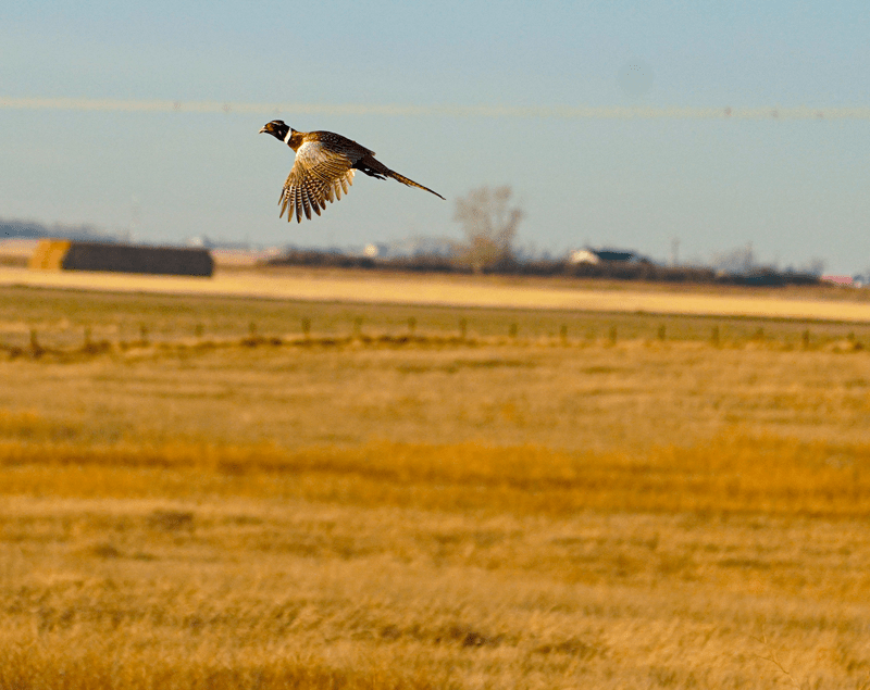 3-THIRD-PLACE-untitled7-matt-farquhar-pheasant-over-crop