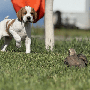 puppy-sq