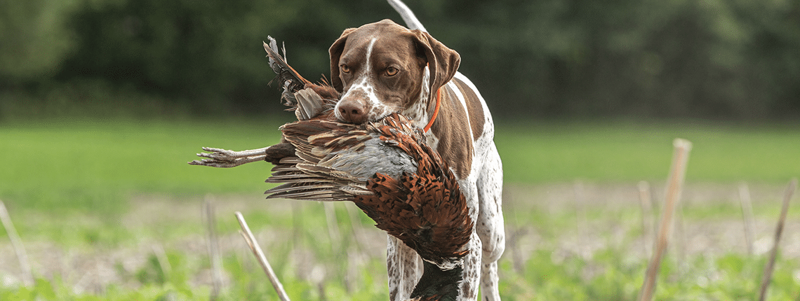 e-collar-banner
